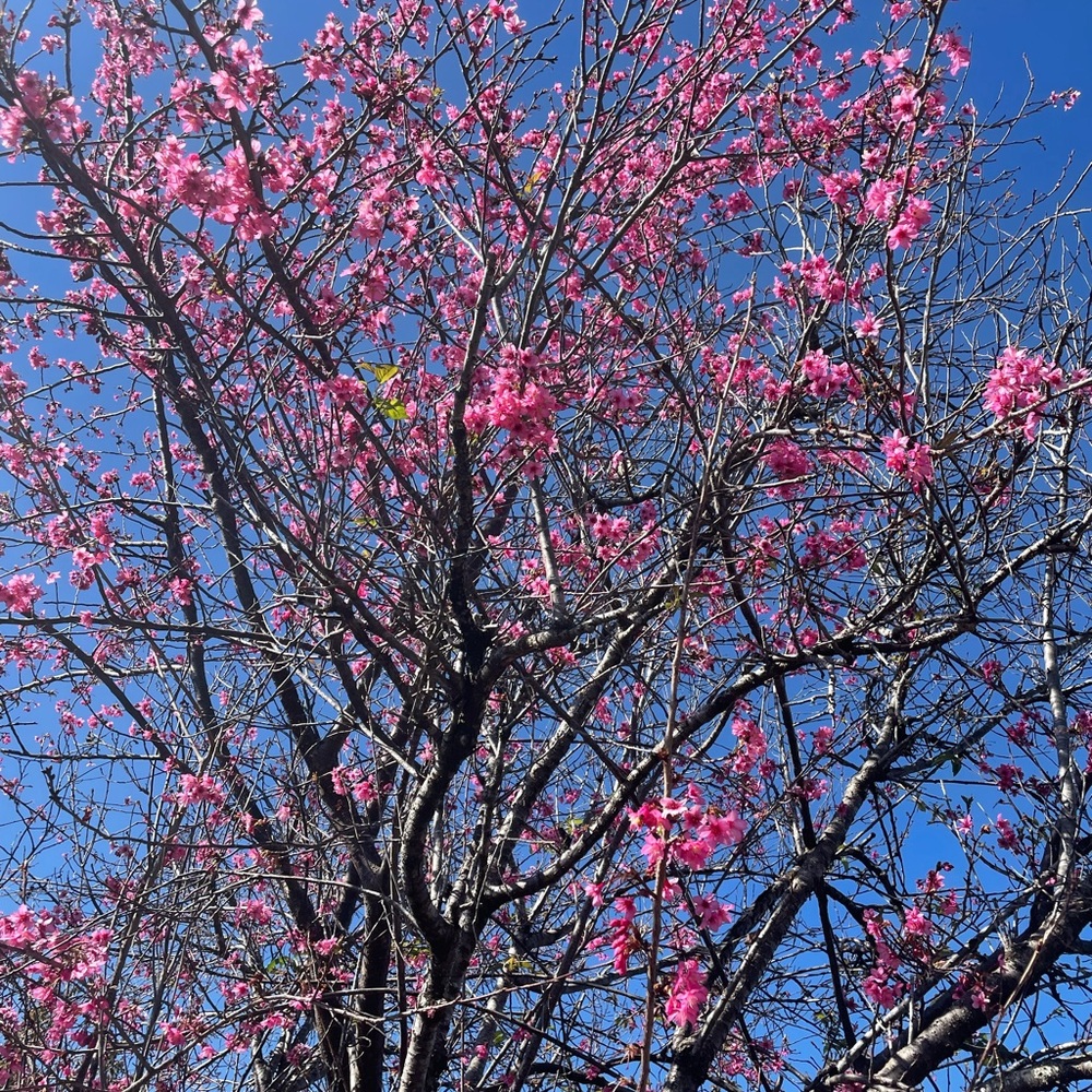 Cherry Blossoms in January on my moms Road.